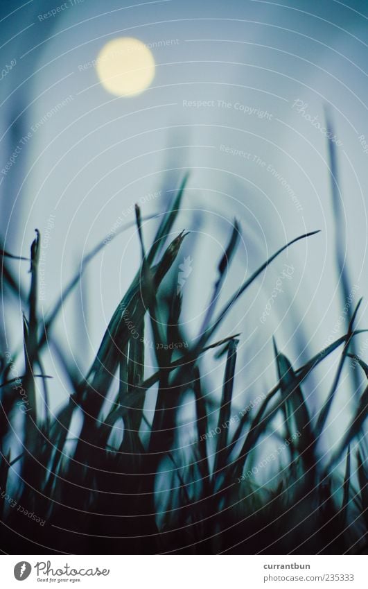 wenn der mond scheint... Kugel Surrealismus Gras grün blau Mond Mondschein Mondsüchtig Unschärfe Sehnsucht Farbfoto Gedeckte Farben Abend Dämmerung