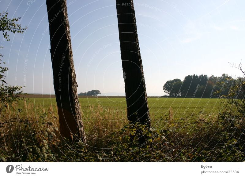 Säulen der Natur Baum Feld Wiese Aussicht grün Blatt Herbst standfest Ferne Detailaufnahme