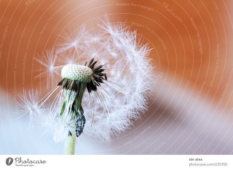 Haarausfall Pflanze Blume Löwenzahn Samen Blühend schön weiß Leichtigkeit bestäuben Vergänglichkeit zart leicht Pollen verblüht Wechseln verweht