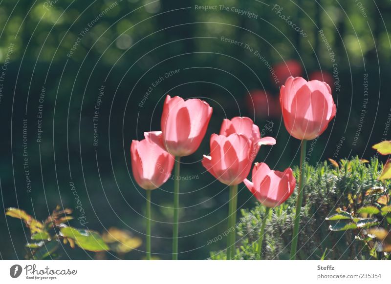 Tulpen im Sonnenlicht blühende Tulpen Frühlingsblumen Frühlingsgarten natürlich Frühlingsblüte Licht und Schatten Licht und Schattenspiel Tulpenblüte