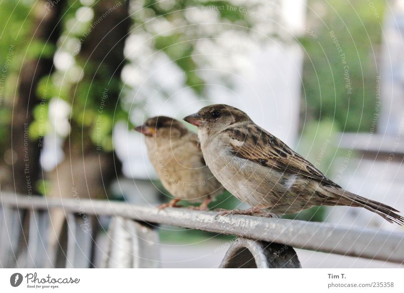 Berliner Spatzen Umwelt Menschenleer Tier Wildtier Vogel 2 Tierpaar Vertrauen Geländer Farbfoto Außenaufnahme Tag sitzen Ganzkörperaufnahme Tierporträt Feder