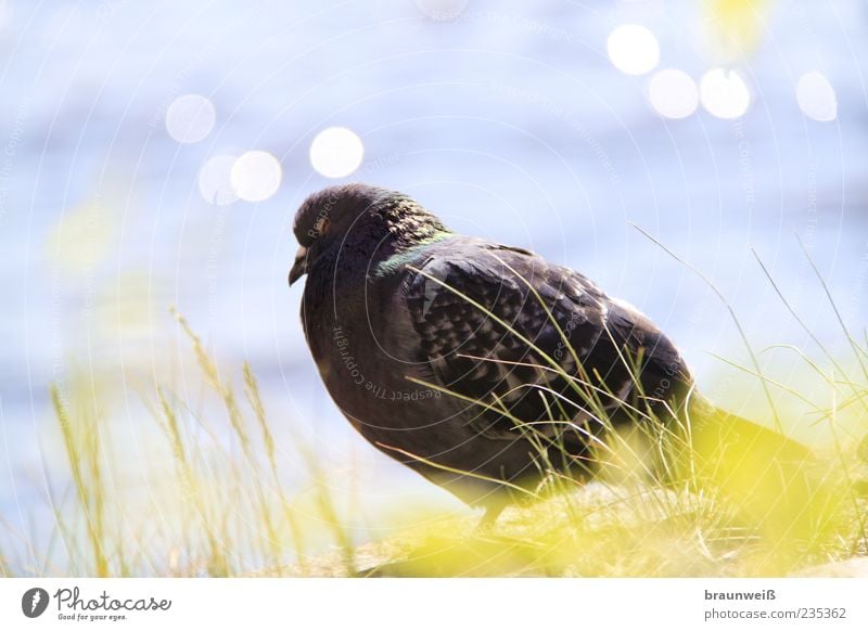 Fernweh Tier Vogel Taube 1 geduldig ruhig Natur Umwelt Wasser Gras Feder Kopf hell Farbfoto Außenaufnahme Nahaufnahme Tag Licht Sonnenlicht Totale Tierporträt