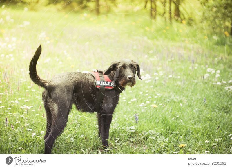 Killer Natur Sommer Schönes Wetter Garten Wiese Tier Haustier Hund 1 stehen warten lustig niedlich grün schwarz Terrier Mischling Treue Schnauze Wiesenblume