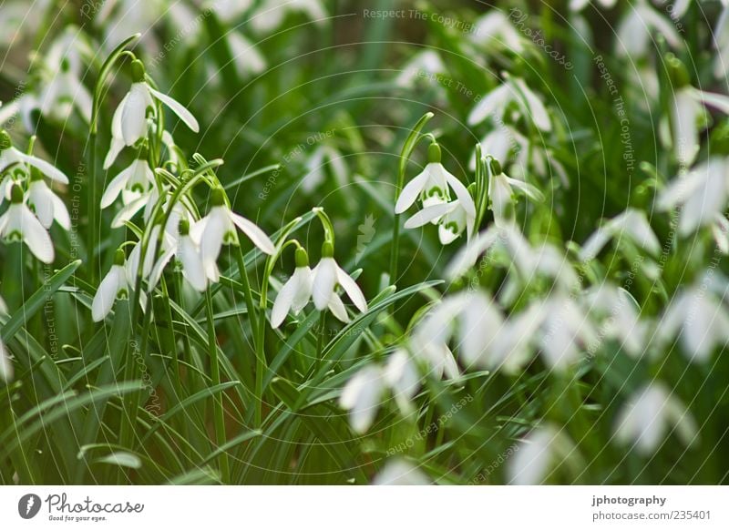 Schneeglöckchen Umwelt Natur Pflanze Erde Sand Luft Himmel Sonnenlicht Frühling Sommer Klima Wetter Schönes Wetter Blume Gras Blatt Blüte Grünpflanze