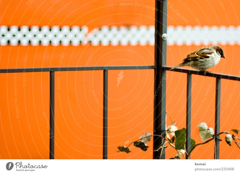 Ungerade Anzahl an Personen u.ä. Pflanze Tier Wildtier Vogel Flügel Spatz 1 Geländer sitzen orange maskulin einzeln Farbfoto Gedeckte Farben Außenaufnahme Tag