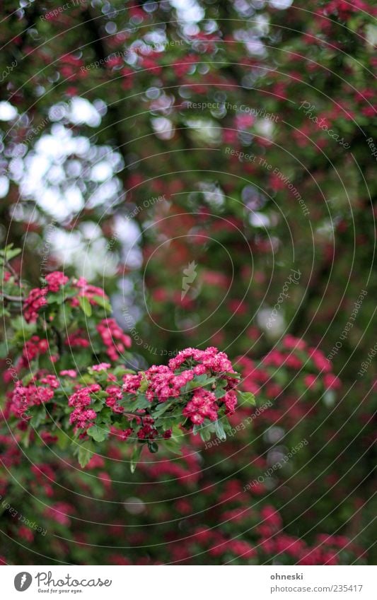 Blüte Natur Pflanze Frühling Baum Blatt Ast grün rosa Glück Frühlingsgefühle Vorfreude trösten Leben Hoffnung Farbfoto mehrfarbig Außenaufnahme