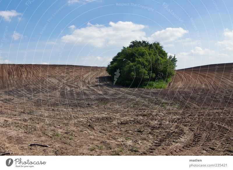 vom Acker Landschaft Erde Himmel Wolken Schönes Wetter Sträucher Feld blau braun grün Spuren ruhig Insel Gedeckte Farben Außenaufnahme Textfreiraum unten