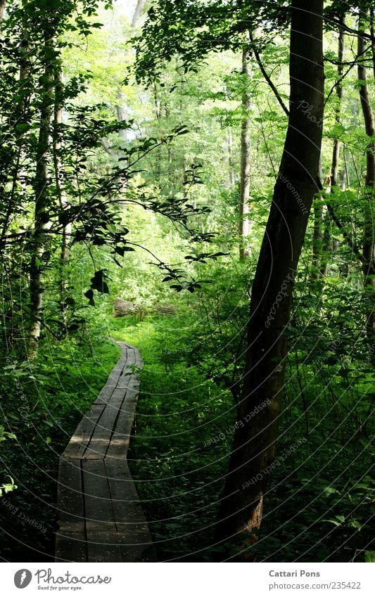 Auf dem Holzweg Umwelt Natur Pflanze Baum Sträucher Wald dünn nass Brücke Wege & Pfade Sumpf ruhig grün Naturschutzgebiet Moor Frühling Sommer Farbfoto