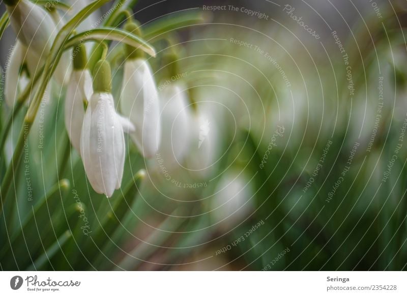 Schneeglöckchenspiel Umwelt Natur Landschaft Pflanze Tier Frühling Herbst Blatt Blüte Wildpflanze Garten Park Wiese Blühend Farbfoto Gedeckte Farben mehrfarbig