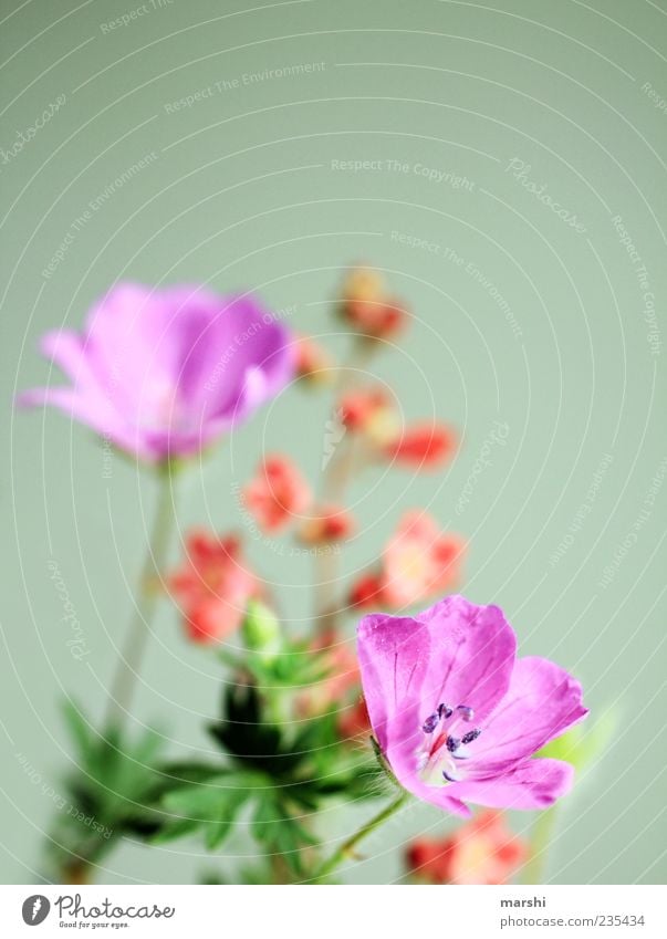 Blümchenvorliebe Natur Frühling Sommer Pflanze Blume Blatt Blüte Grünpflanze Wildpflanze mehrfarbig grün violett Frühlingsgefühle Farbfoto Nahaufnahme