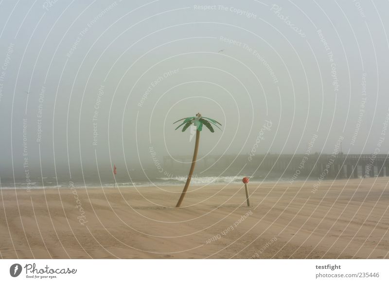 palme Freiheit Strand Natur Sand Himmel Wind Nebel Metall Kunststoff Erholung genießen ruhig Küste Steg Meer Wasser falsch Täuschung Farbfoto Gedeckte Farben