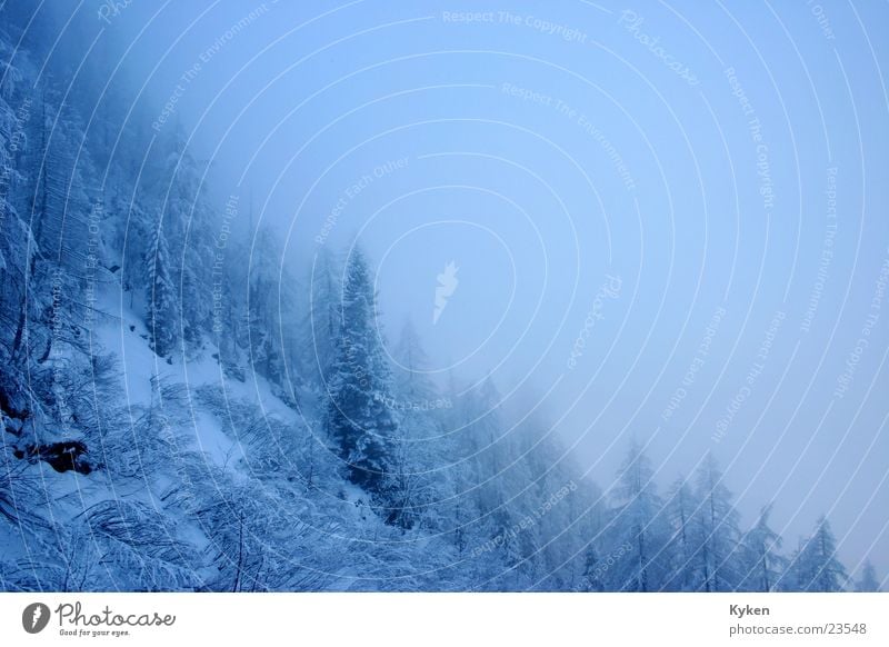 Ausblick Winter weiß Baum kalt Tanne Berghang Nebel Berge u. Gebirge blau Schnee