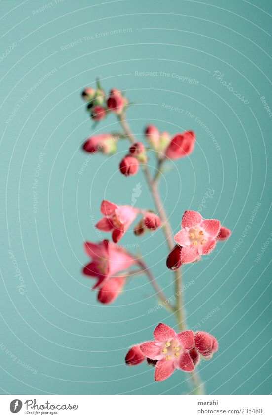 klein aber fein Natur Pflanze Frühling Sommer Blume Blüte blau rot Blühend Hintergrundbild Hintergrund neutral schön Botanik Farbfoto Innenaufnahme Menschenleer