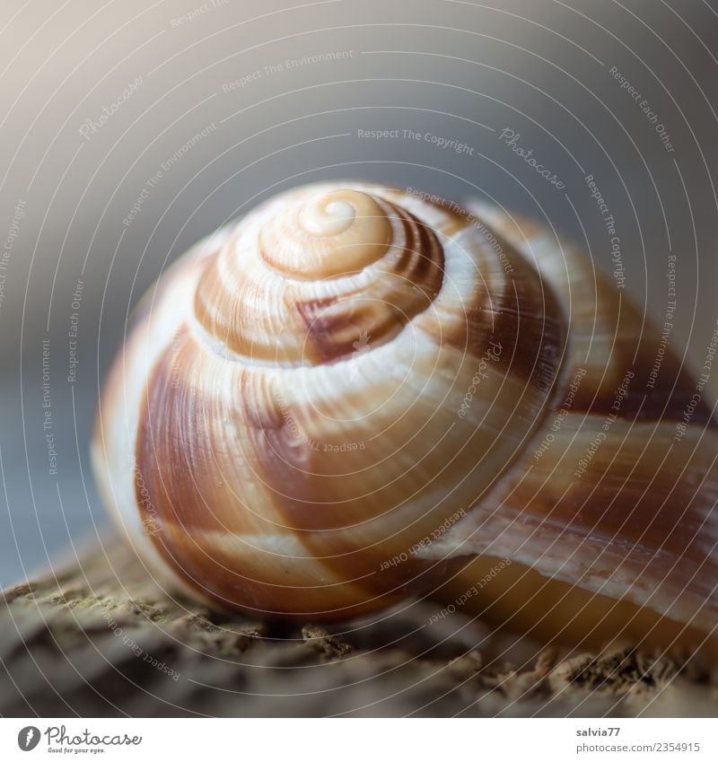 Naturarchitektur Tier Schnecke Schneckenhaus 1 ästhetisch Schutz Symmetrie Spirale Strukturen & Formen gedreht Haus Farbfoto Außenaufnahme Makroaufnahme Muster