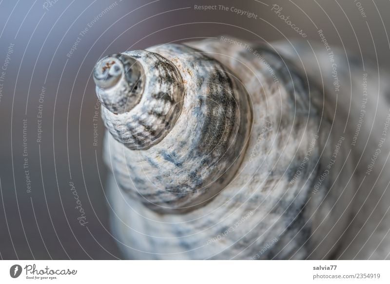 schiefer Turm Schnecke Schneckenhaus ästhetisch blau braun grau Beginn Design Perspektive Schutz Symmetrie Spirale gedreht verrückt Neigung Strukturen & Formen