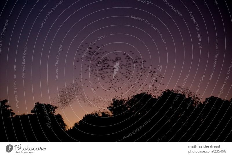 SCHLAFPLATZSUCHE Umwelt Natur Landschaft Tier Wolkenloser Himmel Baum Vogel Schwarm fliegen dunkel Baumkrone Dynamik viele durcheinander flattern violett