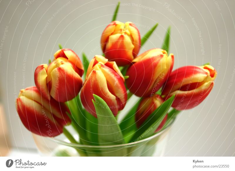 Tulpen dann nah Frühling Blume Blüte rot gelb Glas