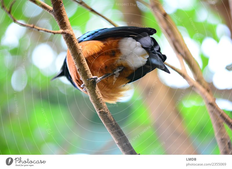 Der STAR im Tropenhaus I Tier Wald Wildtier Vogel 1 blau braun grün orange unten Feder Ast Hinterteil Star kupfer Natur einbeinig Farbfoto mehrfarbig