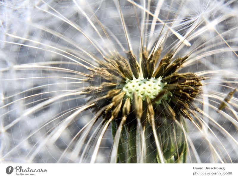 Plätze frei Natur Pflanze Blume Wildpflanze weiß Löwenzahn Samenpflanze Makroaufnahme Wachstum gekrümmt gruppiert Farbfoto Nahaufnahme Detailaufnahme