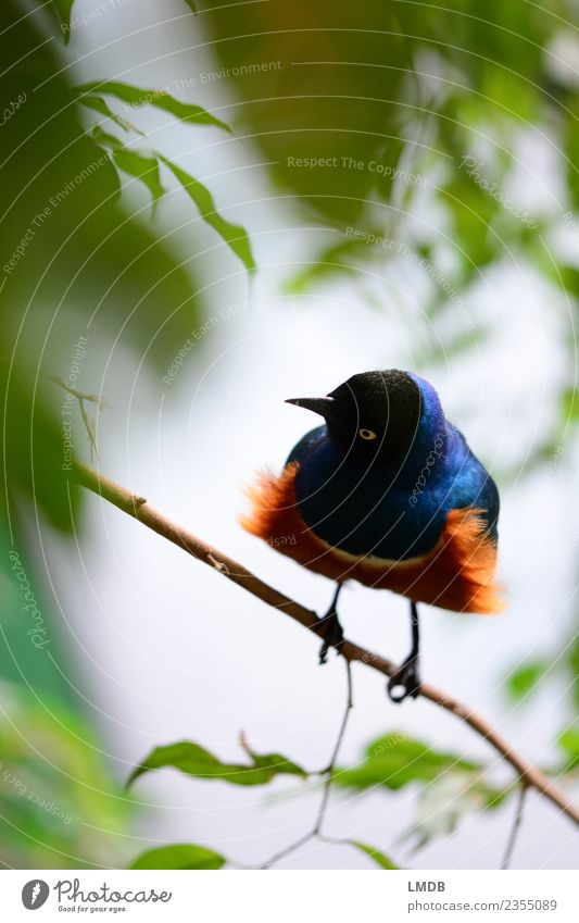 Der STAR im Tropenhaus III Tier Wildtier Vogel 1 blau braun grün orange frech Star Singvögel sitzen Franse Schnabel Blatt verstecken warten Frühling tropisch