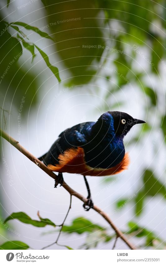 Der STAR im Tropenhaus IV Tier Wildtier Vogel 1 blau braun grün orange Star Singvögel beobachten gespannt Nervosität zerzaust Franse verstecken glänzend Ast