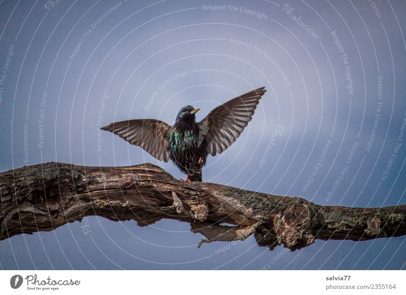 Tanz in den Frühling Natur Himmel Baum Ast Tier Vogel Flügel Star Ornithologie 1 genießen Kommunizieren glänzend blau Frühlingsgefühle elegant Glück Hoffnung