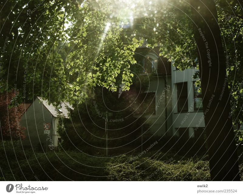 Abend am Stadtpark Umwelt Natur Landschaft Pflanze Klima Wetter Schönes Wetter Baum Blatt Zweige u. Äste Laubbaum Haus Bauwerk Gebäude Hinweisschild Warnschild