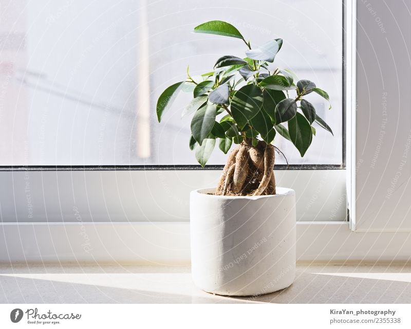 Töpfchen Ficus Bonsai Topf Lifestyle Design Garten Dekoration & Verzierung Gartenarbeit Büro Erwachsene Pflanze Baum Blume Blatt natürlich grün weiß Qualität