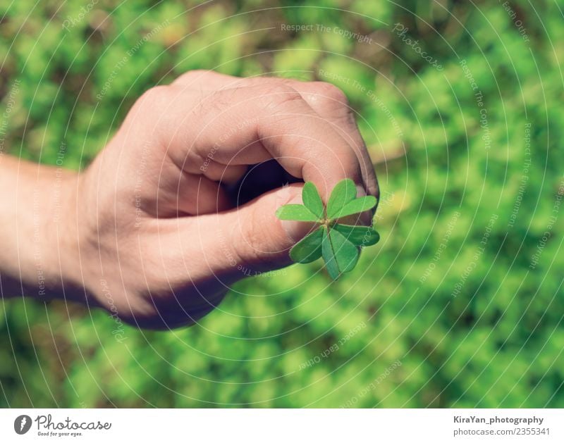 Hand hält agreen Blatt Kleeblatt Lifestyle Glück Sommer Dekoration & Verzierung Feste & Feiern Mann Erwachsene Finger Natur Pflanze Gras Fröhlichkeit natürlich