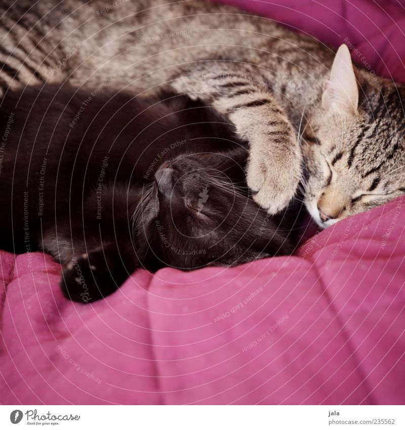 schmuser Tier Haustier Katze Tiergesicht Pfote 2 Liebe liegen schlafen Glück Zufriedenheit Geborgenheit Einigkeit Tierliebe Treue Kuscheln Farbfoto