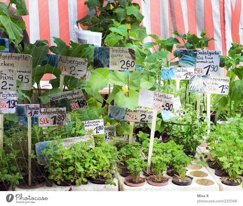 Zarte Triebe Kräuter & Gewürze Frühling Pflanze grün Preisschild Schilder & Markierungen Blumentopf Topfpflanze Küchenkräuter Petersilie viele Wochenmarkt