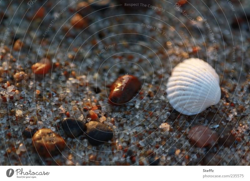 Strandgut im Abendlicht Ostsee Muschel Ostseestrand Steine Wohlgefühl Erholung Abendstimmung Ruhe Muschelschale Abendruhe Dämmerung nah Lichtstimmung