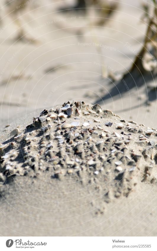 Spiekeroog | ....Muschelberg Sommer Strand Erde Sand Insel Erholung Muschelsand Muschelsplitter Farbfoto Außenaufnahme Textfreiraum oben Textfreiraum unten