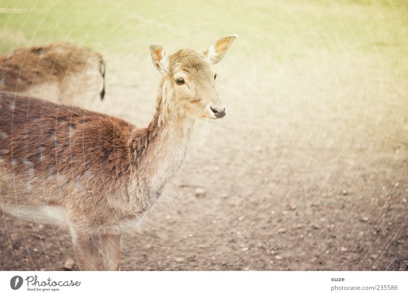 Im Herzen Reh Umwelt Natur Wiese Tier Nutztier Wildtier Tiergesicht 1 hell niedlich braun Vertrauen Neugier Hirschkuh stehen beobachten Fell Wildpark Angst zart