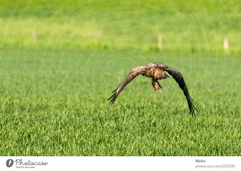 Essen fassen Umwelt Natur Tier Gras Wiese Feld Wildtier Vogel Bussard Mäusebussard 1 fangen fliegen Jagd natürlich grün Jagderfolg gefangen Überlebenskampf