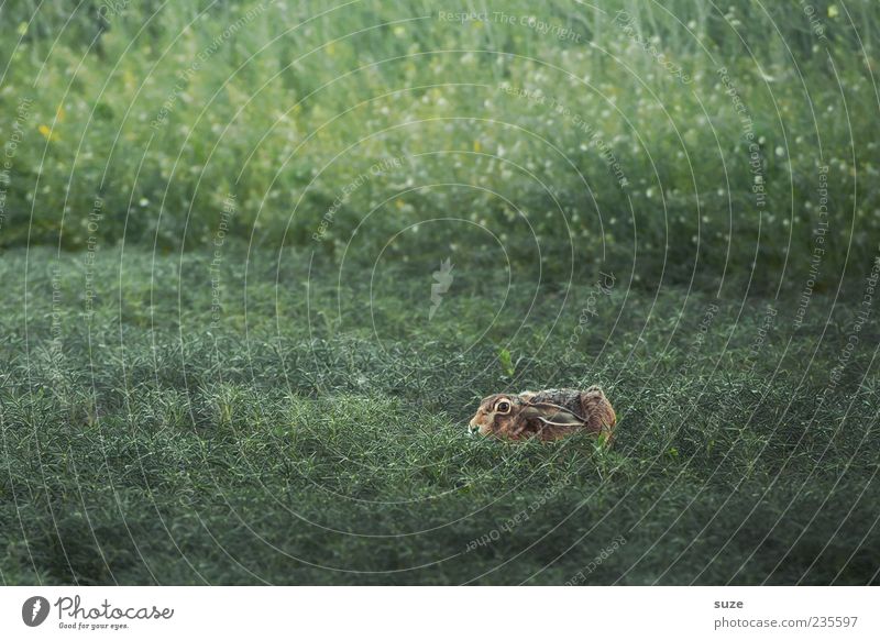 Grasgeflüster Ostern Umwelt Natur Wiese Tier Wildtier 1 authentisch klein niedlich grün Hase & Kaninchen Angsthase Versteck verstecken Nagetiere Osterhase