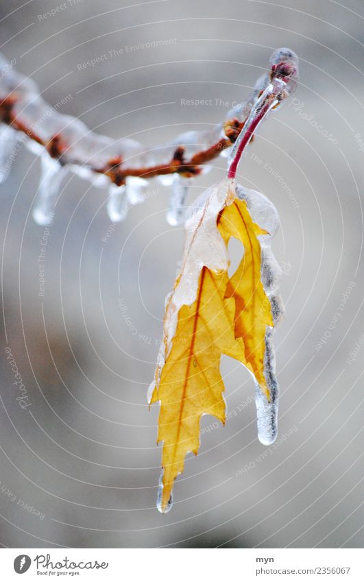 Frozen II Klima schlechtes Wetter Regen Eis Frost Pflanze Baum Sträucher Blatt Grünpflanze frieren kalt gelb Traurigkeit Verzweiflung gefroren Eiszapfen