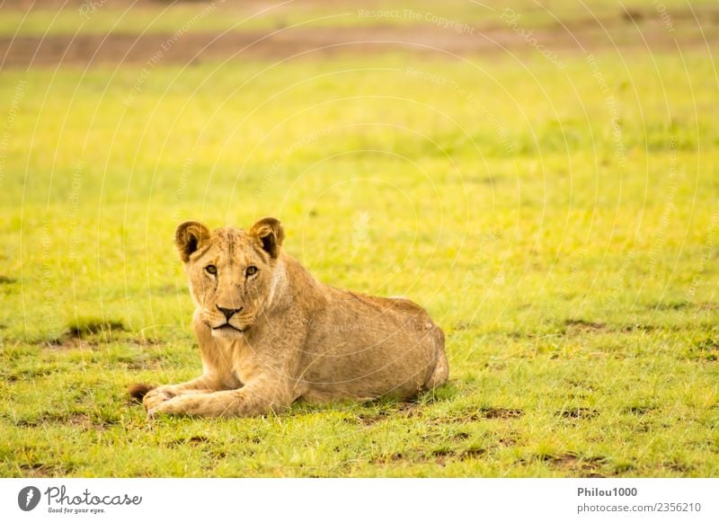 Löwe im Gras liegend gaffend Safari Baby Mann Erwachsene Mutter Menschengruppe Natur Tier Urwald Pelzmantel Katze klein natürlich wild gefährlich Afrika