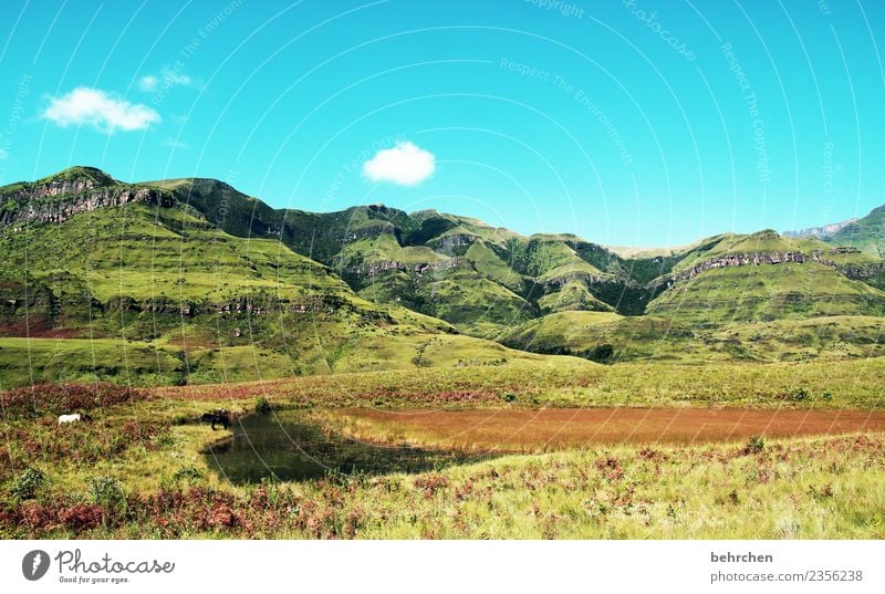 die großartigen drakensberge Ferien & Urlaub & Reisen Tourismus Ausflug Abenteuer Ferne Freiheit Natur Landschaft Himmel Wolken Baum Sträucher Berge u. Gebirge