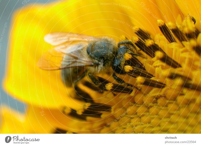 Biene Blume Honig gelb Pollen Sonnenblume