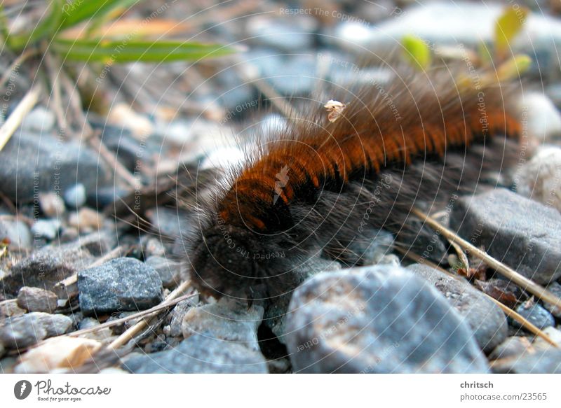 Raupe Schmetterling braun Makroaufnahme Stein Natur