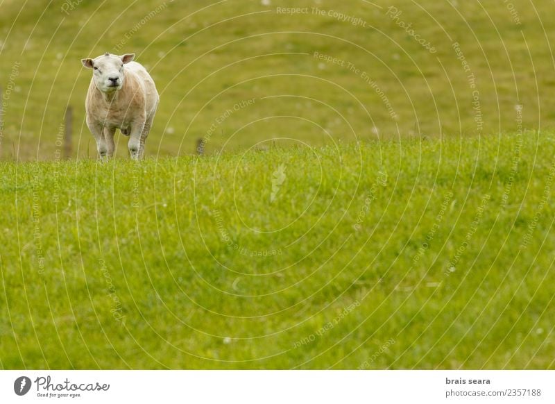 Texeler Schafe Lebensmittel Fleisch Essen Bioprodukte Vegetarische Ernährung Zufriedenheit Freiheit Sommer Insel Berge u. Gebirge Haus Landwirtschaft