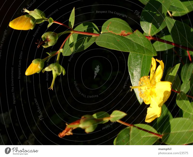 Yellow Flowers Blume gelb grün Beet Blatt Blüte Blütenknospen verblüt x