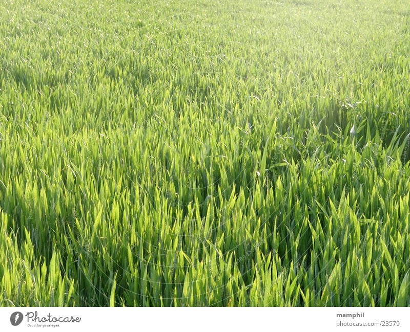 Grünes Kornfeld grün Gras Landwirtschaft Gegenlicht x