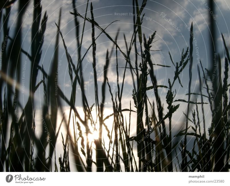 Durchs Gras geschaut (II) Feld Wegrand Wolken Gegenlicht Sonne Himmel x