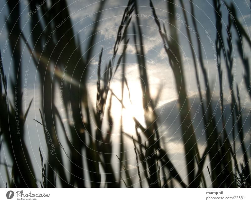 Durchs Gras geschaut (I) Feld Wegrand Wolken Gegenlicht Sonne Himmel x