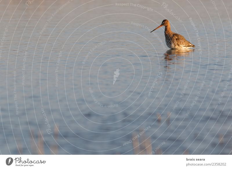 Schwarzschwanz-Schnepfe Winter Wissenschaften Umwelt Natur Landschaft Tier Wasser Wiese Feld Küste See Wildtier Vogel 1 füttern stehen lang lustig natürlich