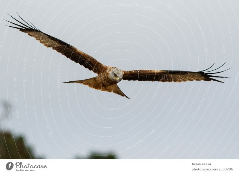 Rotmilan schön Freiheit Sommer Wissenschaften Natur Tier Luft Himmel Feld Wildtier Vogel Flügel 1 fliegen elegant frei natürlich wild blau braun grün rot