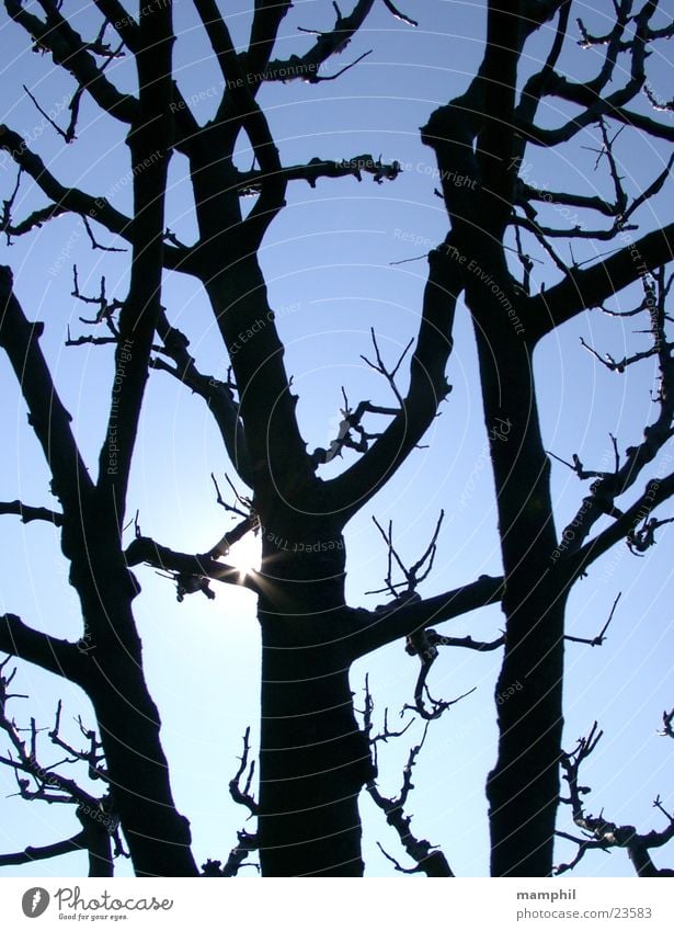 Erleuchteter Apfelbaum Baum Apfelbaum Sonne Himmel Ast Äste Gegenlicht blau Baumschnitt x