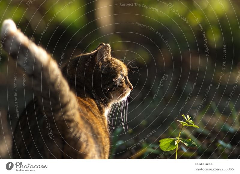 Morgens im Garten Tier Haustier Katze Tiergesicht Pfote 1 stehen warten braun grün Gelassenheit ruhig Farbfoto Außenaufnahme Textfreiraum rechts Herumtreiben